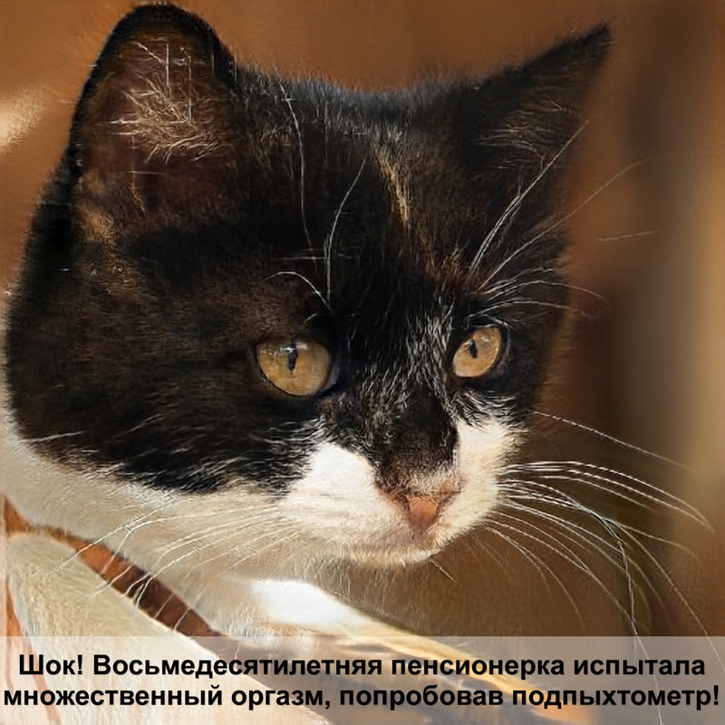 как приучить кошку ходить на унитаз