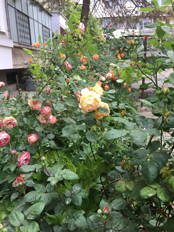 20200520_142057274_iOS