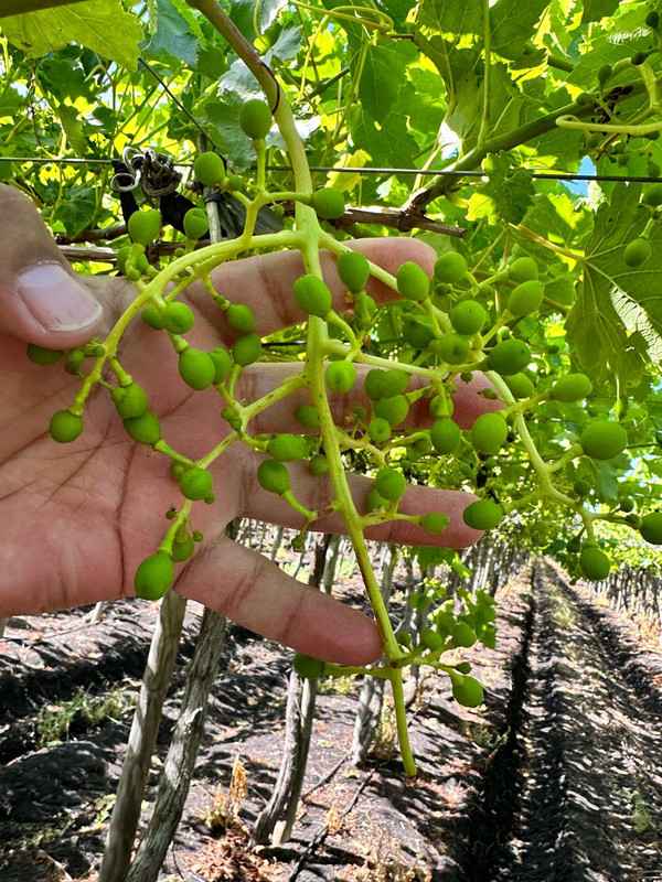 Auditoría agrícola 3