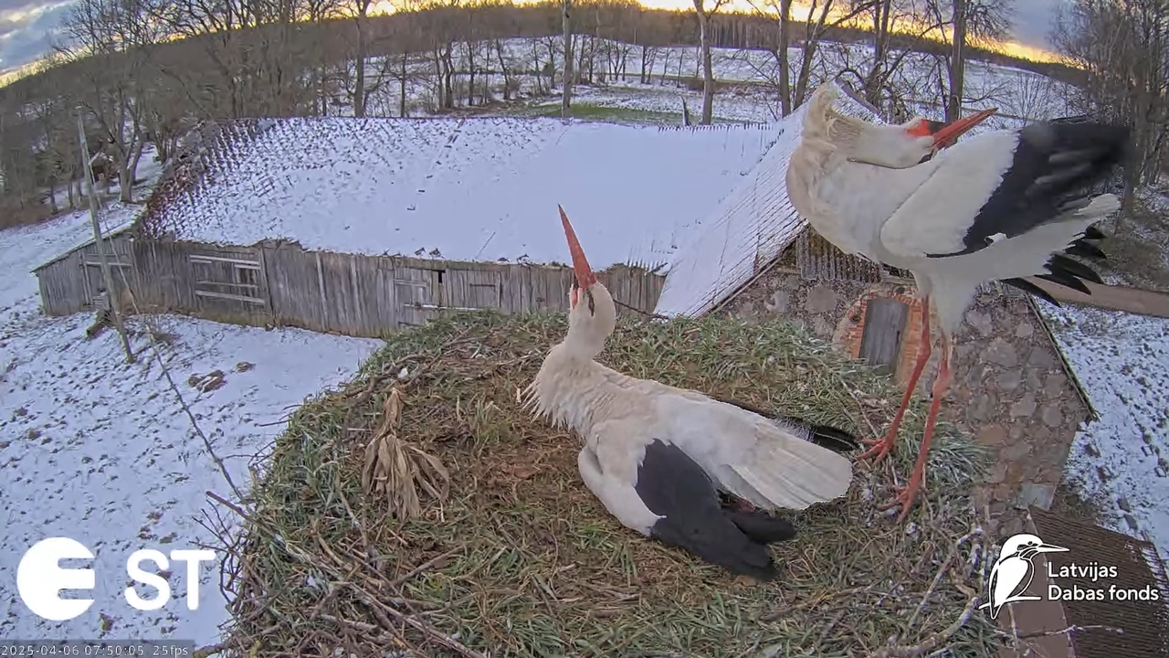 (8) Baltie stārķi (Ciconia ciconia) Tukuma novadā __ White storks in Tukums, Latvia - YouTube - 665_