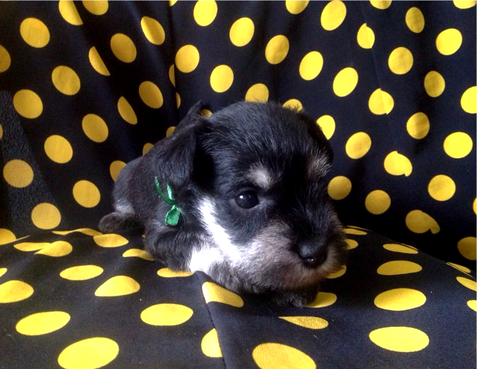 photoeditorsdk-export (5)