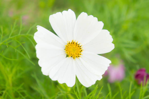 flowers in the park cosmos pink flowers in the garden pastel style