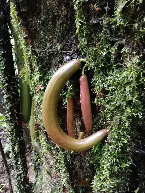 Costa Rica con niños. Julio-Agosto 2018 - Blogs de Costa Rica - Monteverde-Volcán Tenorio (Río Celeste)-Brasilito (Conchal) (3)