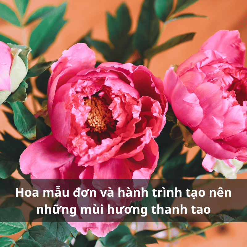 Nuoc-hoa-huong-mau-don.png