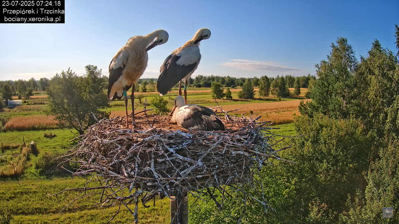 23072025bociany21