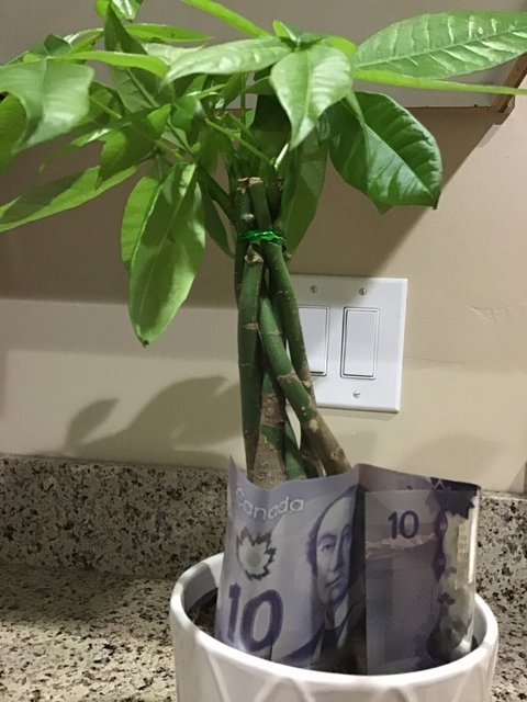 [Image: DBEBF119-B5-B8-4-B7-E-8-E04-B6-DEE7-C7-EAC0.jpg]