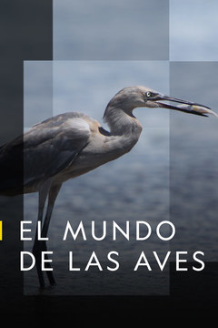 El.Mundo.de.las.Aves.Webdl 720p Español Latino