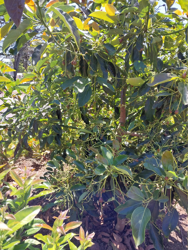palo de oro