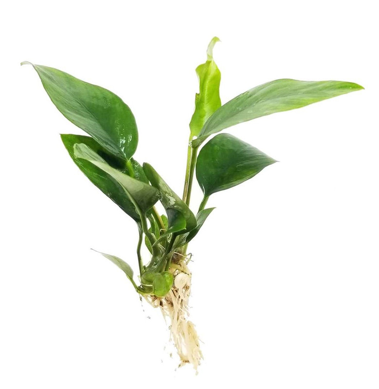 Anubias nancon