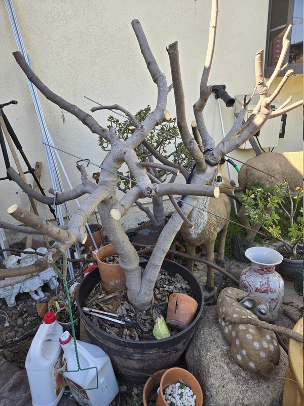 17705797295049143077071692171599