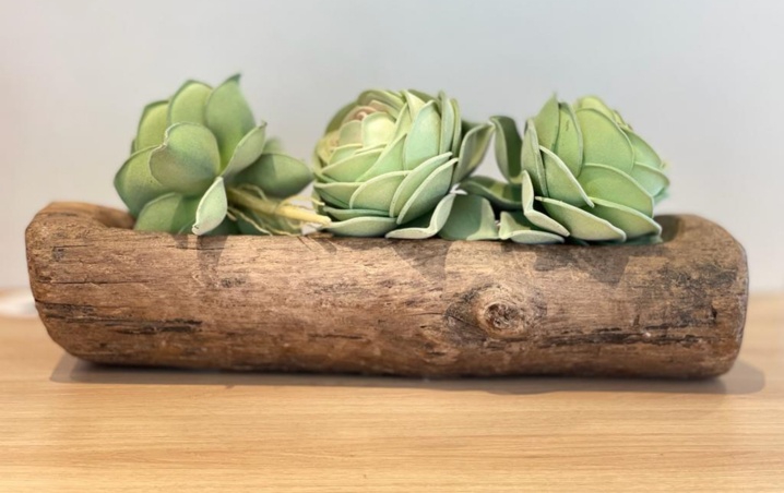 ¿Cómo cultivar suculentas en un tronco?