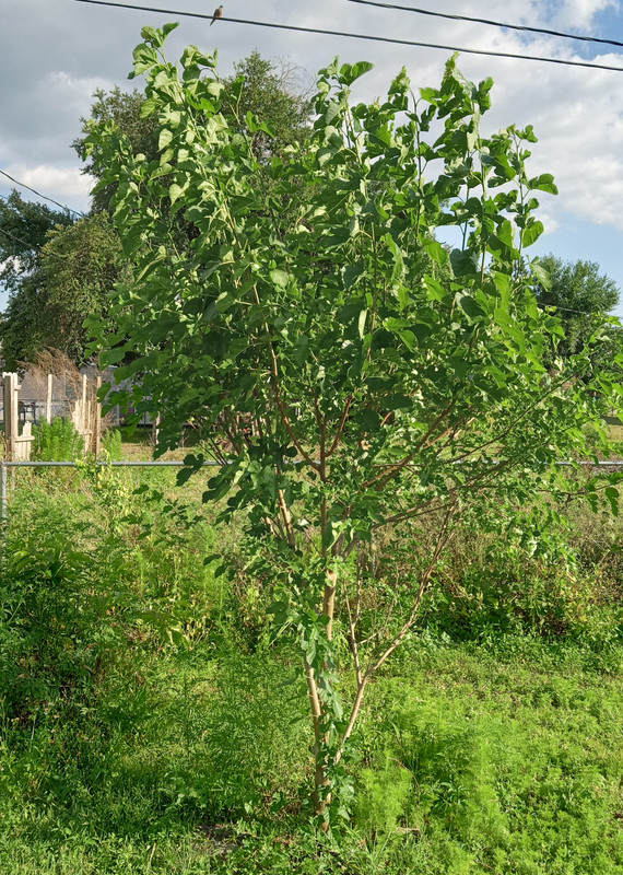 IMG_20240425_174421158_HDR~2