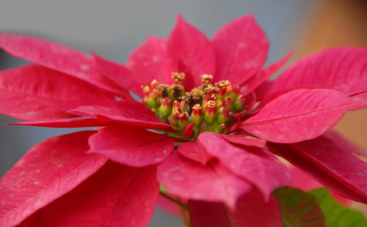 ¿Cómo se cuida una flor de nochebuena?