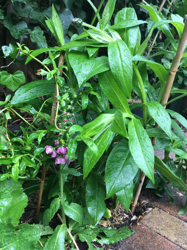 4E3221C1-D647-4868-B155-F2072C4038DD