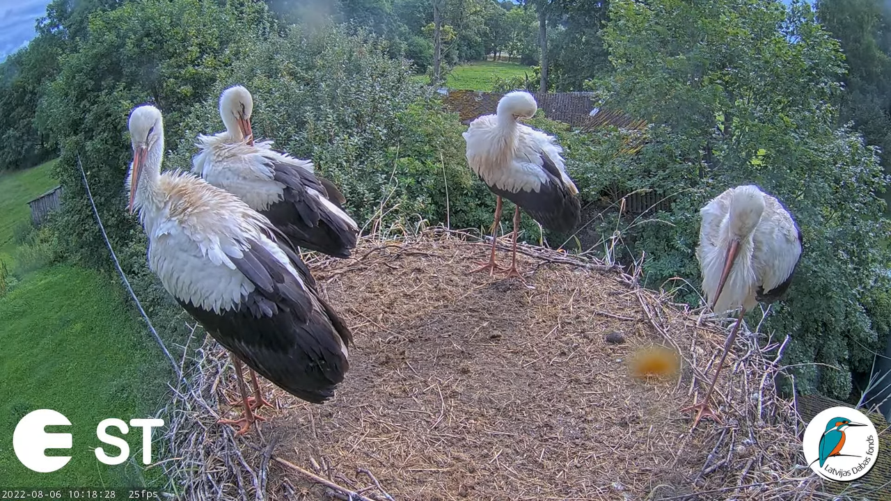 Baltie stārķi (Ciconia ciconia) Tukuma novadā - LDF tiešraide __ White storks in Tukums, Latvia 12-1