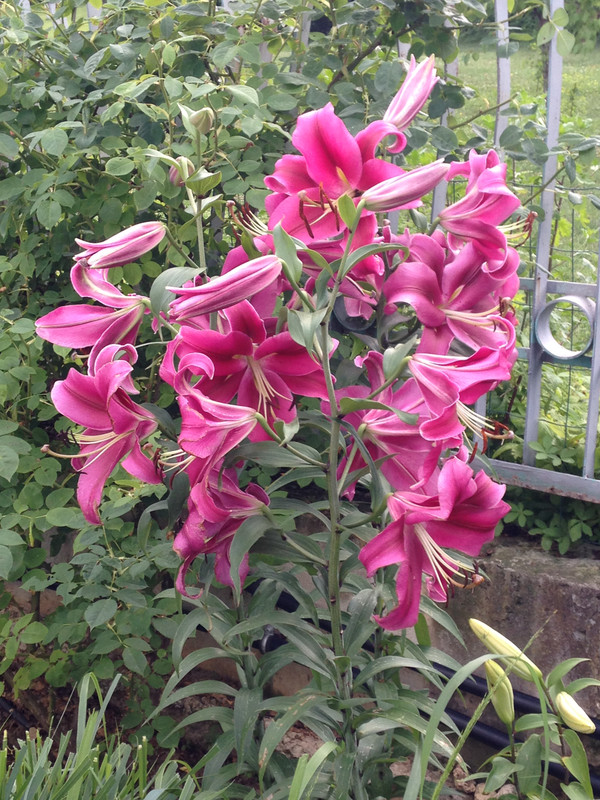 IMG 0483 — Postimages