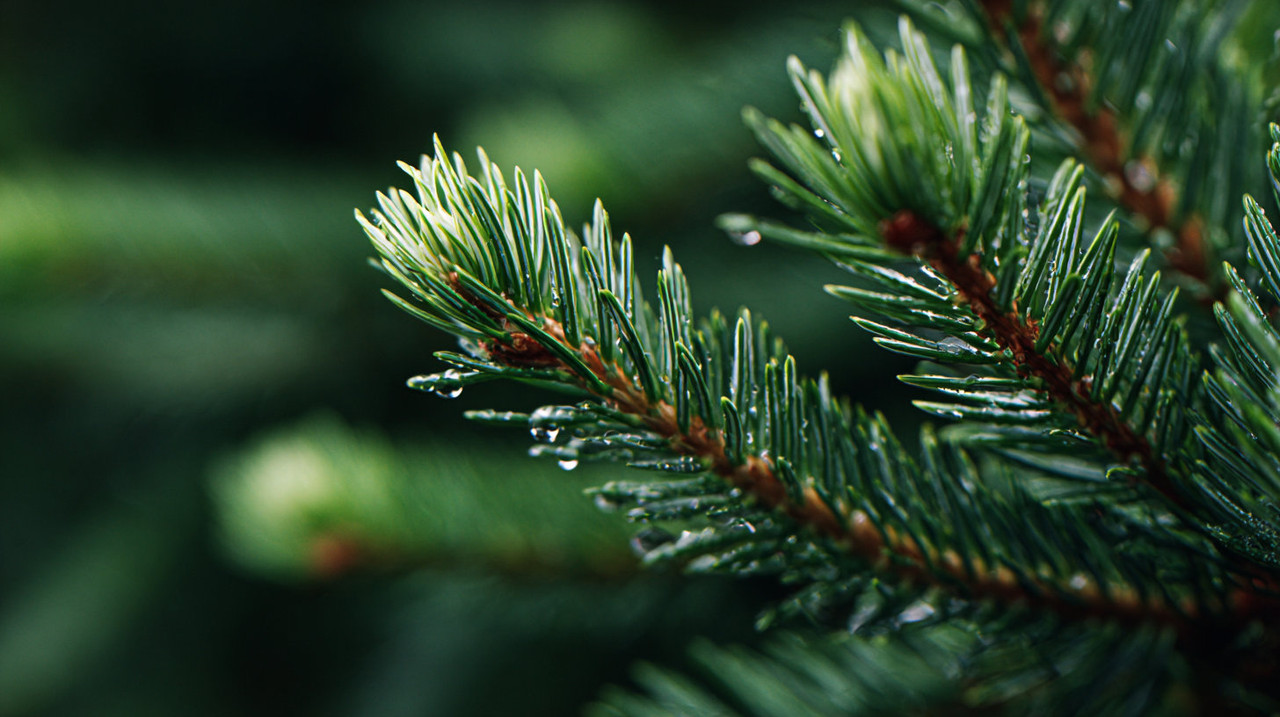 Живые датские елки на новый год: особенности, преимущества и советы по выбору Лапы живой датской ели