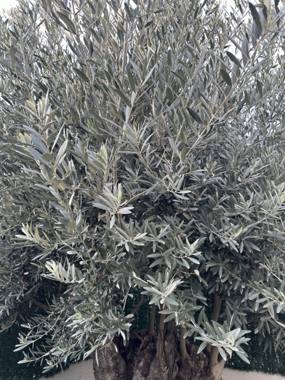 ¿Qué variedad de olivo tengo? Img-8714