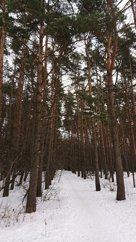 ворошиловские дачи в алтуфьево. Смотреть фото ворошиловские дачи в алтуфьево. Смотреть картинку ворошиловские дачи в алтуфьево. Картинка про ворошиловские дачи в алтуфьево. Фото ворошиловские дачи в алтуфьево