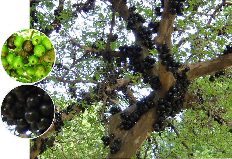 Myrciaria cauliflora Guapuru a1