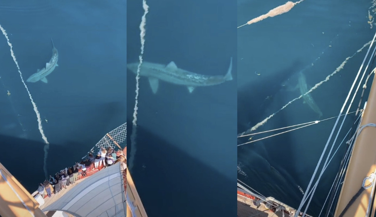 Captan silueta de un animal bestial en scaner submarino