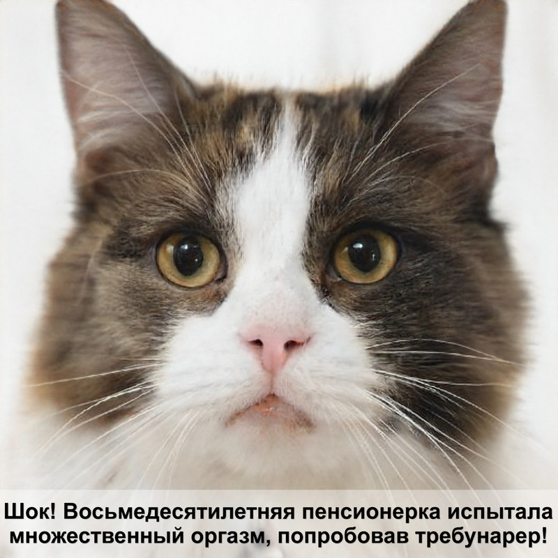 черепаховая кошка фото