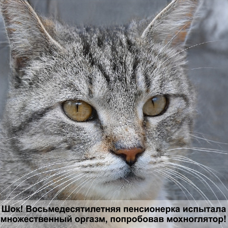 черный мраморный окрас кошки