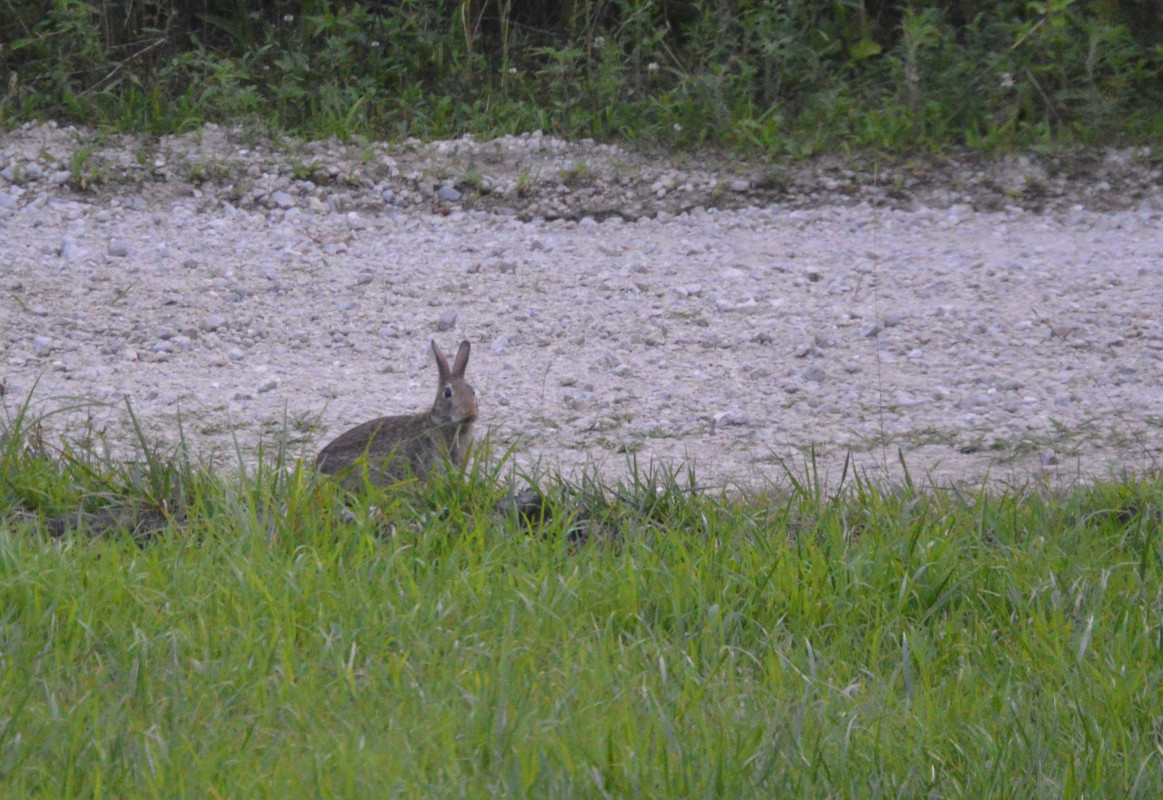 2021-7-14 Rabbit (2)