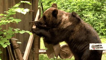 bear_entrance.gif