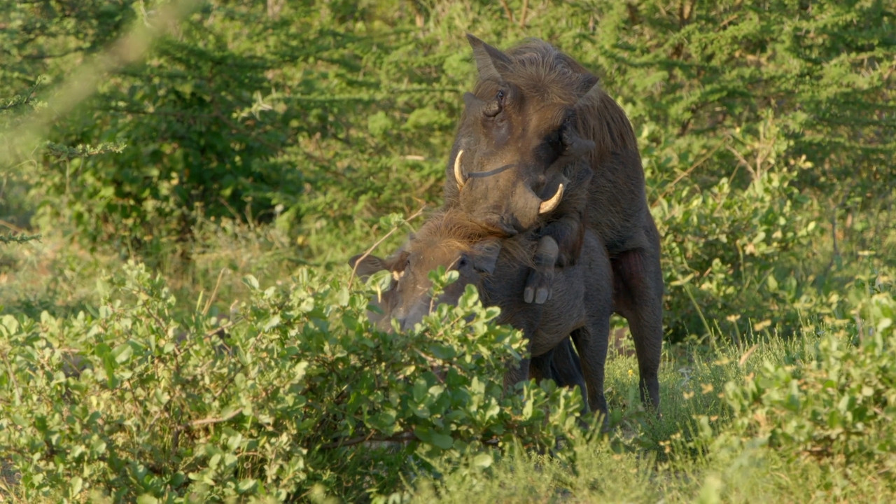 Africa's Hidden Wonders  S01E02 Disney  1080p WEB DDP x264-NM21vi.mkv_snapshot_17.07.701
