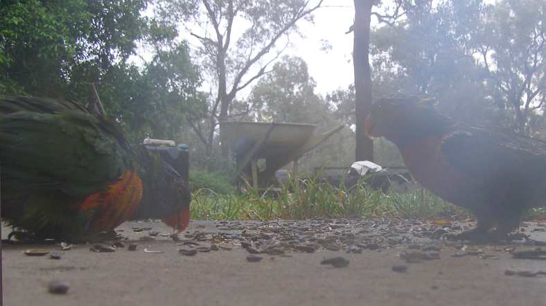 0919wetbirds.jpg