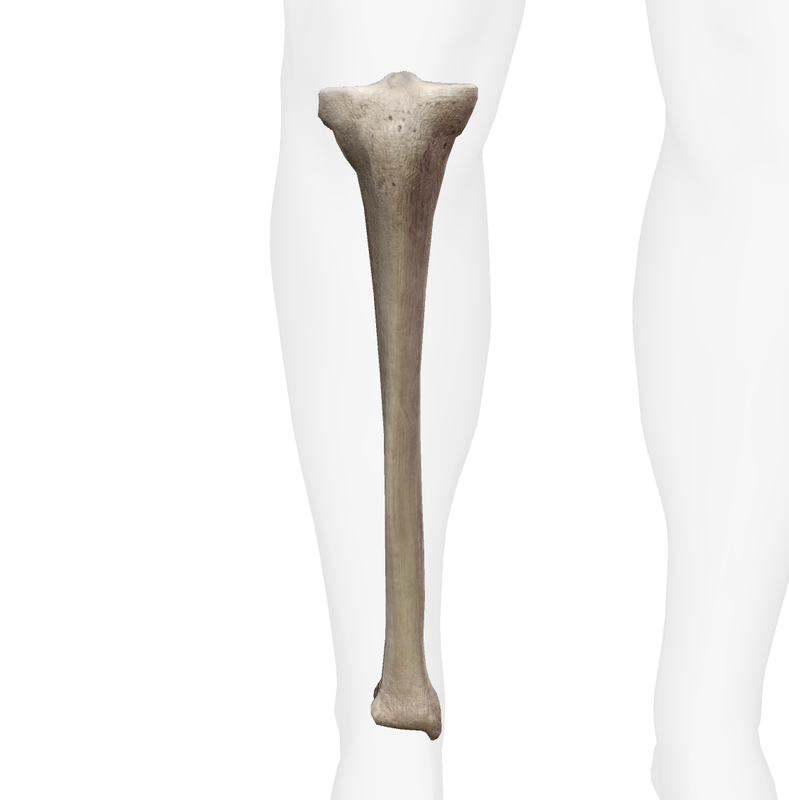 Tibia