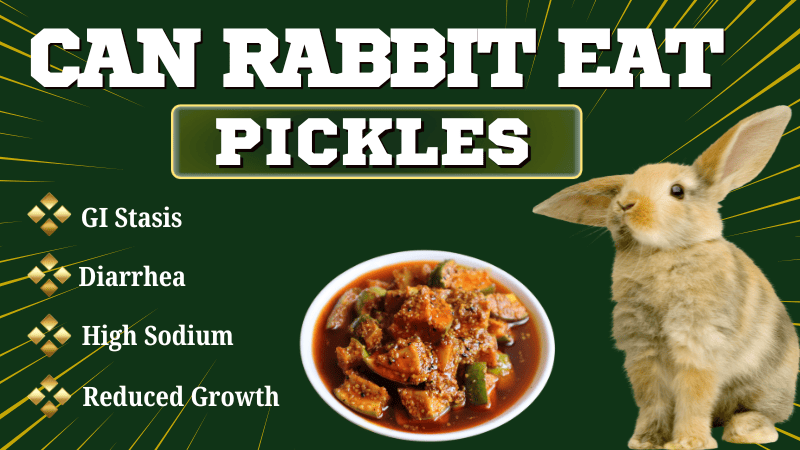 Can Rabbits Eat Pickles Can Rabbits Eat Pickles