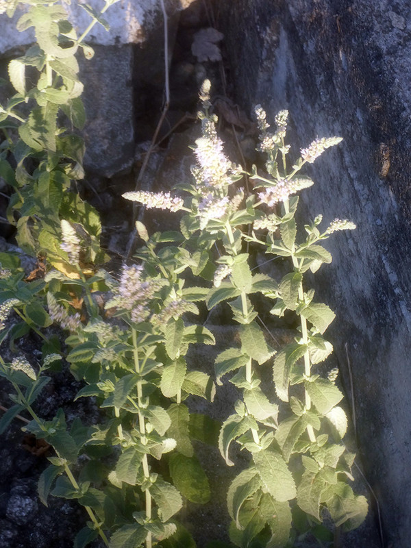 P1040506-0.1... (1024)