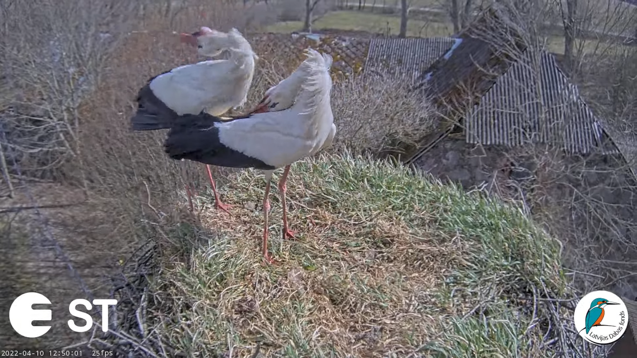 Baltie stārķi (Ciconia ciconia) Tukuma novadā - LDF tiešraide __ White storks in Tukums, Latvia 16-5
