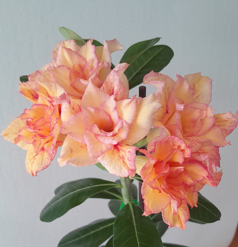 Fierce star 23.09. (1)