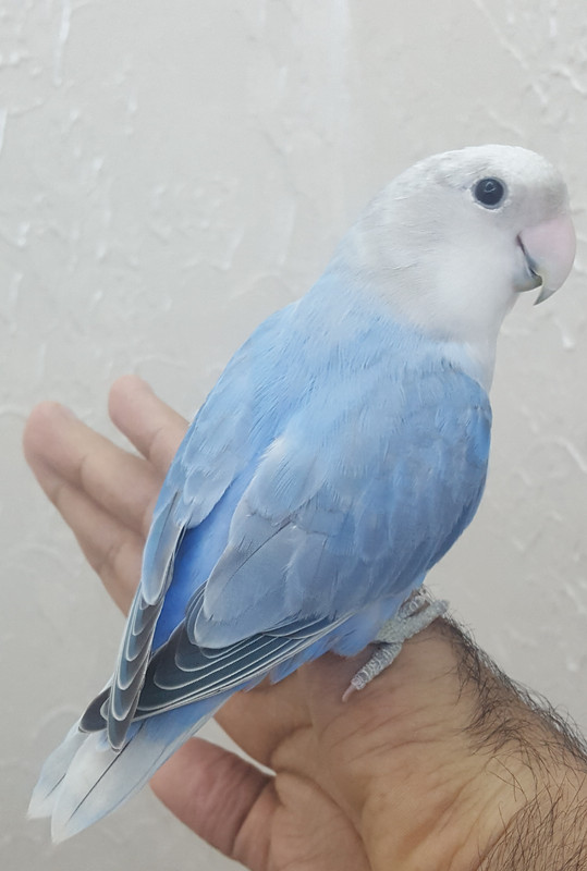 ٢?١٨?٧?١_١٥٣٢٥١