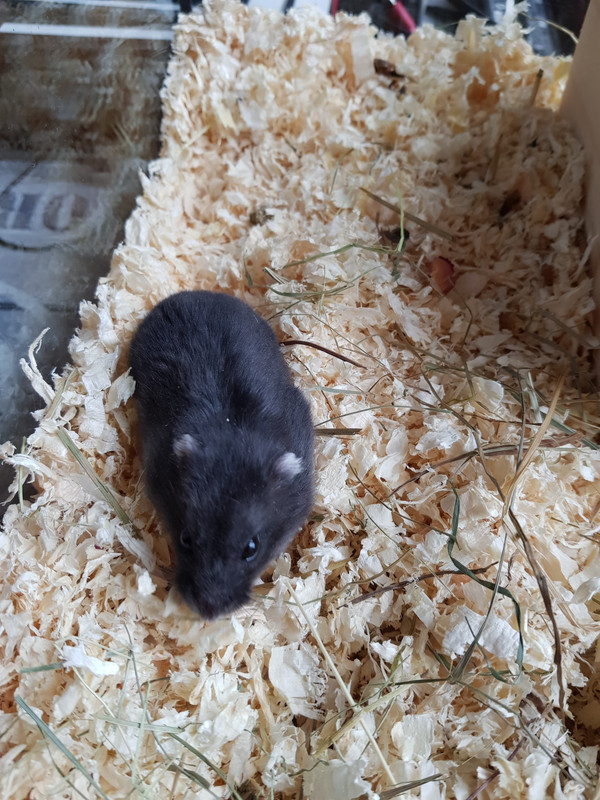 34199274_10204775557024415_7453418419354861568_n