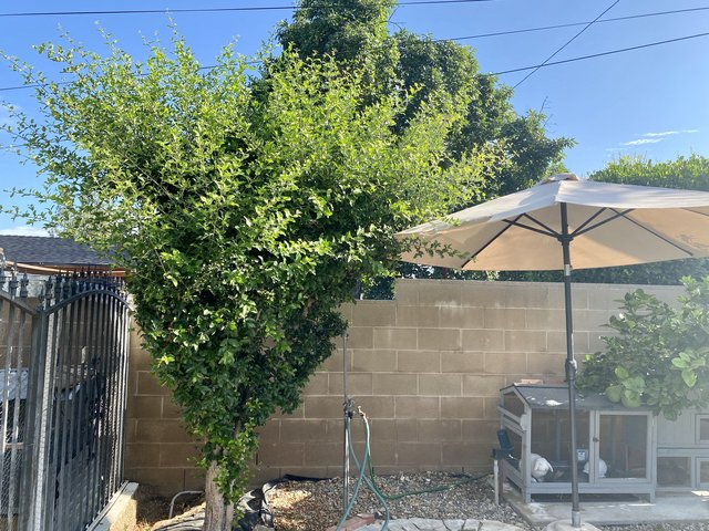 [Image: D4954922-B5-F1-4909-9-ED0-C8-D17-EEE0-DDE.jpg]