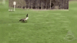 goose-attack.gif