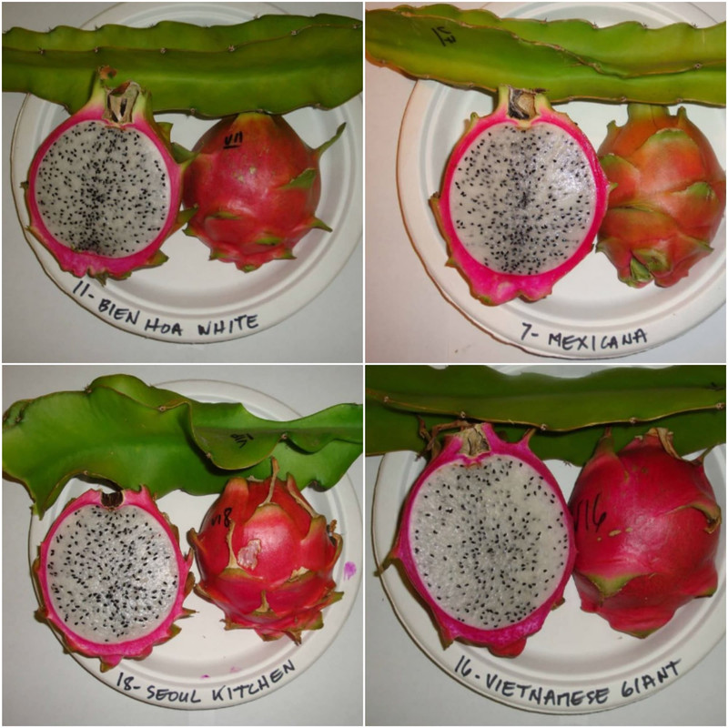 wide-scales-white-dragon-fruits.jpg