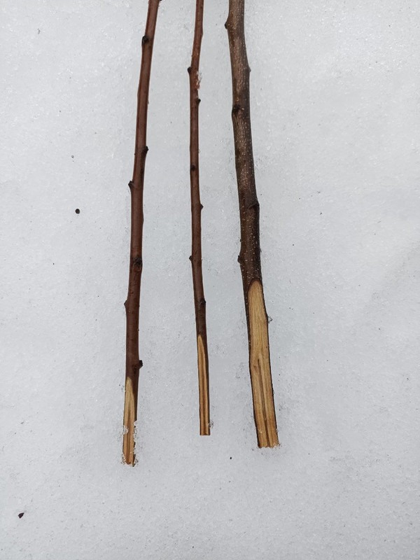 photo_2024-03-17_13-21-46 (2)