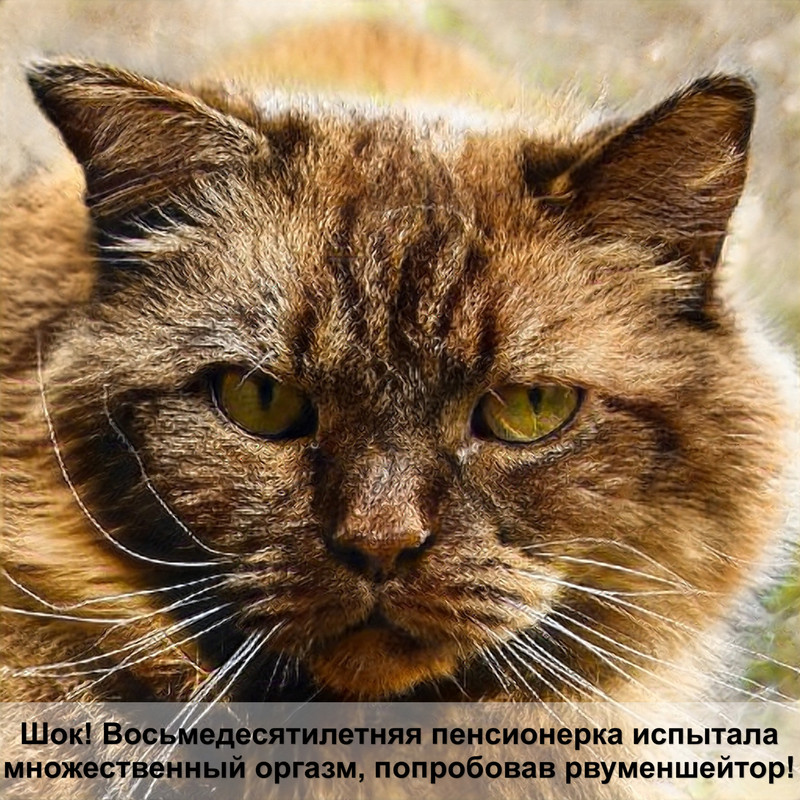 домашняя кошка леопардового окраса