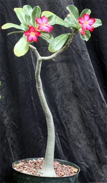 adenium-dhofarense.jpg