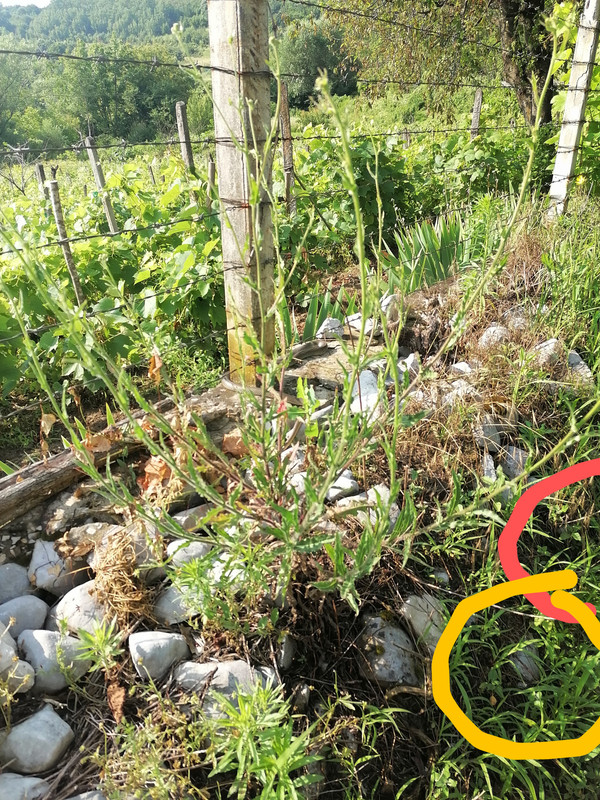 IMG-20230706-090933~3
