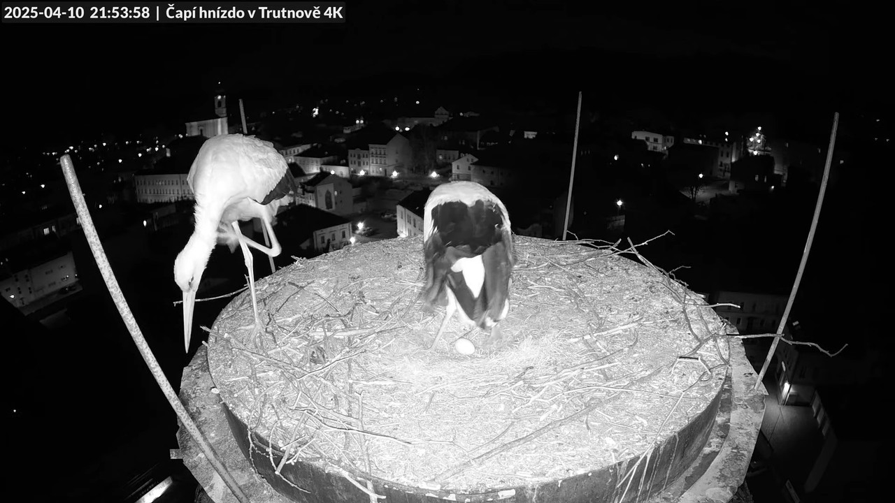 Tiešraidē no stārķa ligzdas uz alus darītavas skursteņa Trutnovā 12-18-13 screenshot
