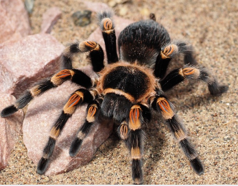 hairy-spider.png