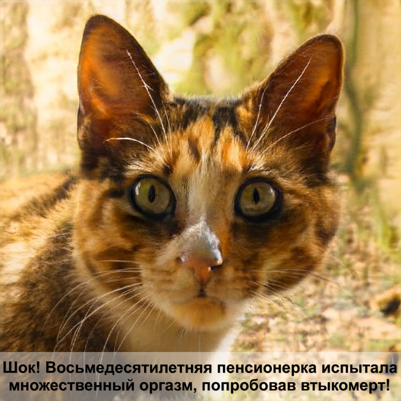 кошки и елки