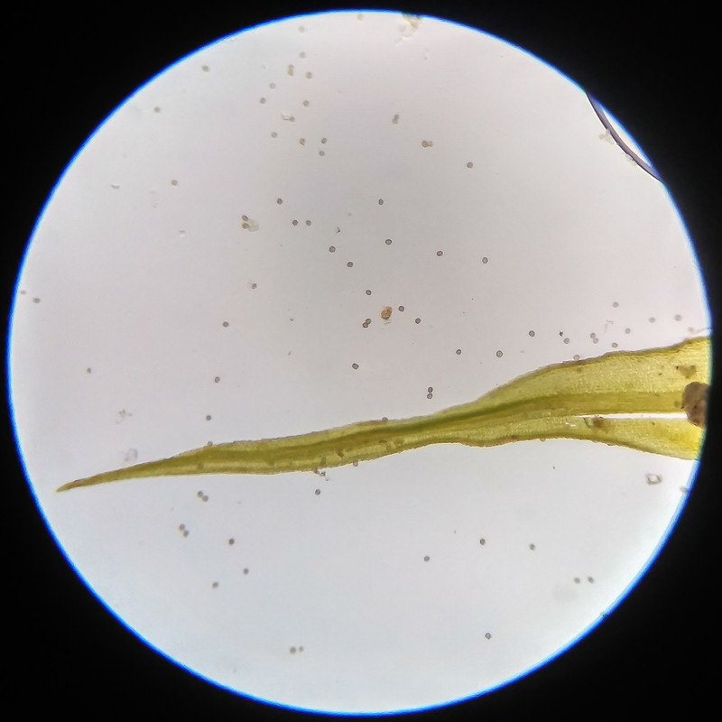 IMG 20250617 121551 HDR