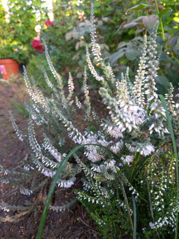 IMG_20180726_070517